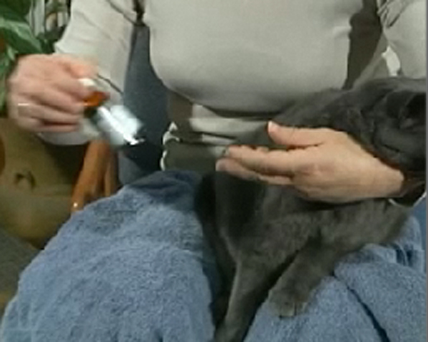 Administering ear drops to your cat